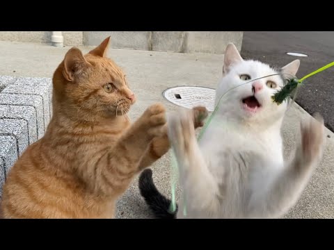 funny-cat-videos-and-cats-meowing-from-japan-#7