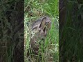 Baby Rabbit Luck?