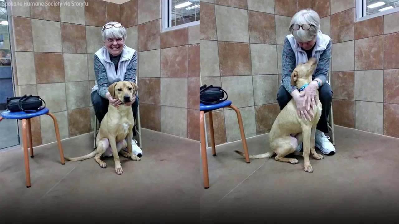 petco hours Woman adopts dog who had identical heart surgery as her