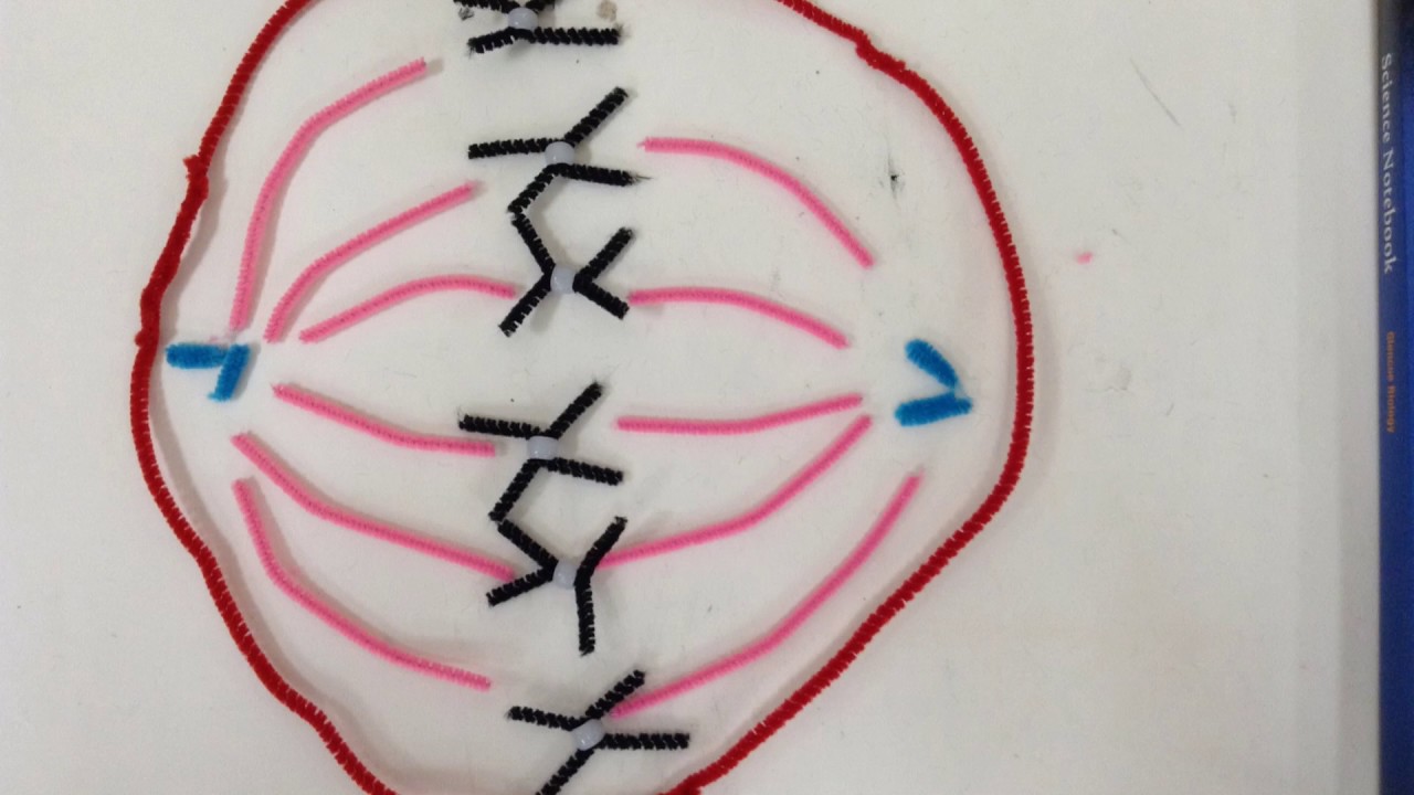 Mitosis Stop Motion Bio 2017 - YouTube
