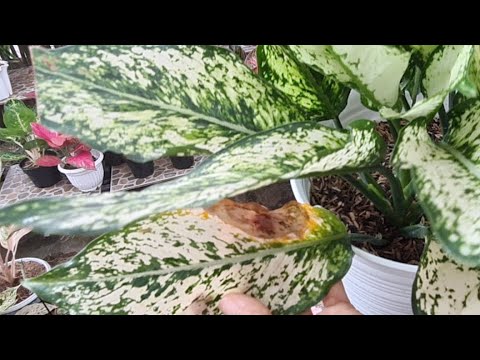 Video: Daun Kuning Pada Tanaman Fuchsia - Perbaikan Untuk Fuchsia Dengan Dedaunan Menguning