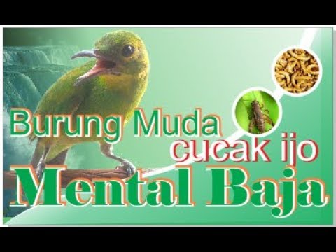 Cucak Ijo Muda Bakalan Jantan By Arzal Bili
