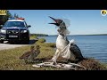 When A Baby Loon Begs For Help To Save Her Mom Rescues A Mother Loon Trapped In A Plastic Bottle When A Baby Loon Begs For Help To Save Her Mom Rescues A Mother Loon Trapped In A Plastic Bottle