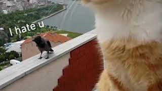 Cat vs crow funny conversation