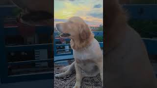 #echo the golden girl #trending #shorts #viral #video #reels