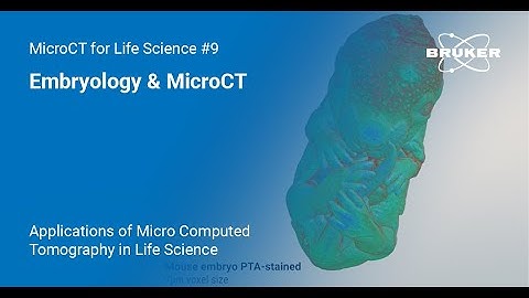 Embryology & MicroCT | Applications of MicroCT in Life Science #9
