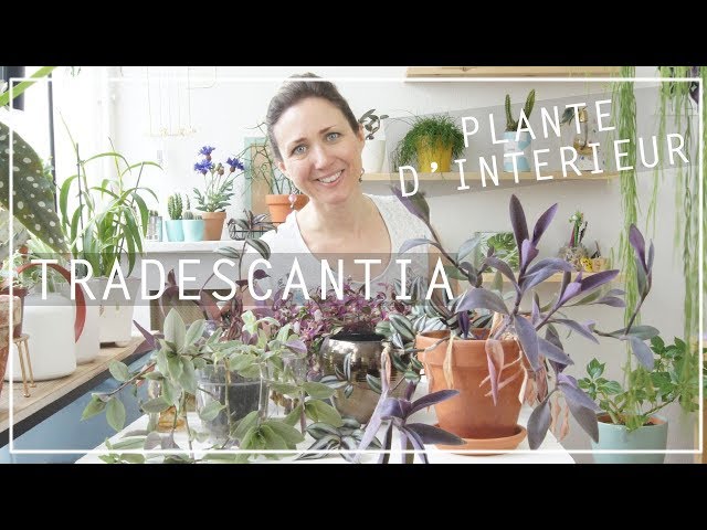 Cette plante vivace supporte -10°C, se mange, et repousse chaque année