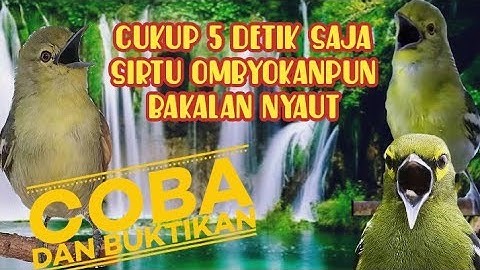 pancingan sirtu atau cipoh agar cepat Gacor dan lebih rajin bunyi// di jamin Ampuh