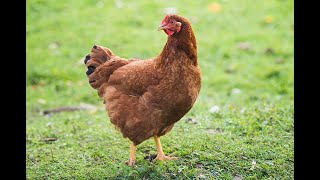 The Brown Cock