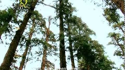 Showreel_Abhishek_Editor