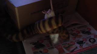 Woma Python (Aspidites ramsayi): Feed Time