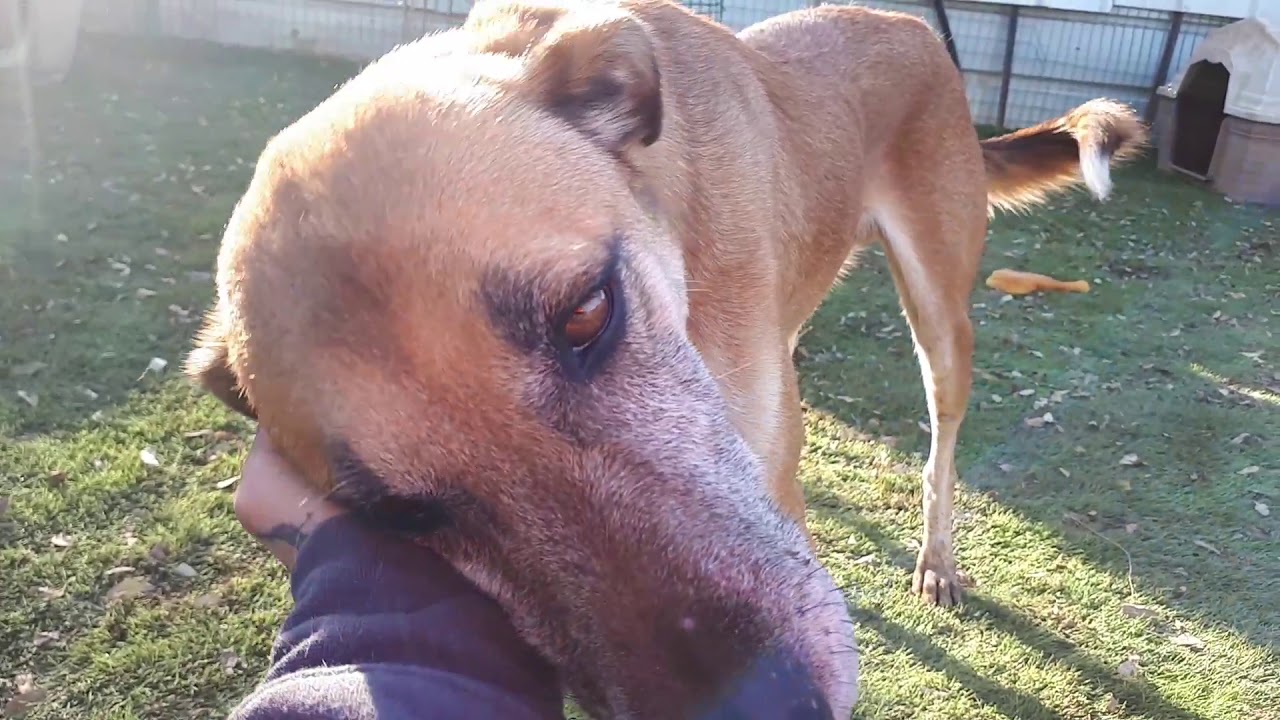 ‫סוף עונת הקרמבו‬‎ - YouTube תנו לחיות