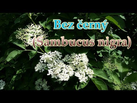 Video: Sú bobule sambucus nigra jedlé?