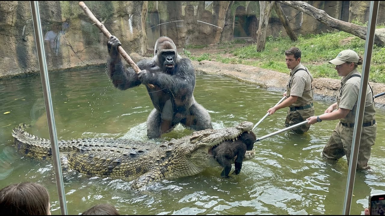 Смелый поступок гориллы-самца, спасающей детеныша – сцена в зоопарке принимает напряженный оборот...