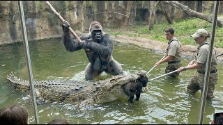 Silverback Gorillas Brave Move To Save Baby Zoo Scene Turns Intense