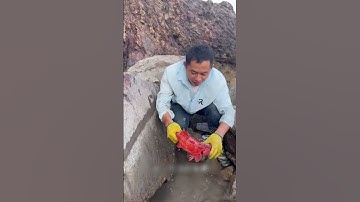 Anh em xem tới cuối clip biết con cá đó là gì không? | Review bắt hải sản #shorts #sanbathaisan