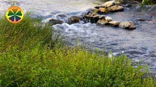 Ручей, Расслабляющие Звуки Лесного Ручья Для Сна, Шум Воды