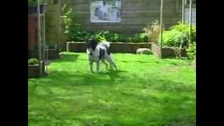 Wetterhoun Zweitse Kaay Van De Amandelgaard