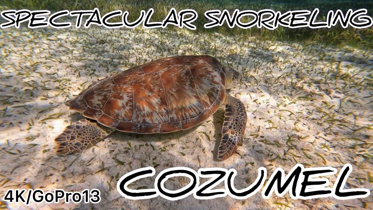 💦🐠El Cielo Snorkeling In Cozumel🐠💦 #cozumel #snorkeling #elcielo 