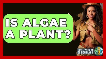 Is Algae A Plant? - Ecosystem Essentials