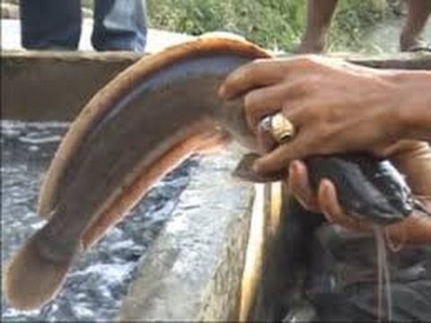 5 Umpan Ikan Lele Ampuh, Pulang Bawa Ikan Lele Banyak