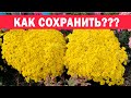 100% способ!!! Как правильно укрыть хризантемы на зиму что бы они не вымерзли?