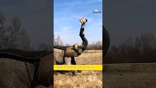 What If Elephant Attack On You! #shorts