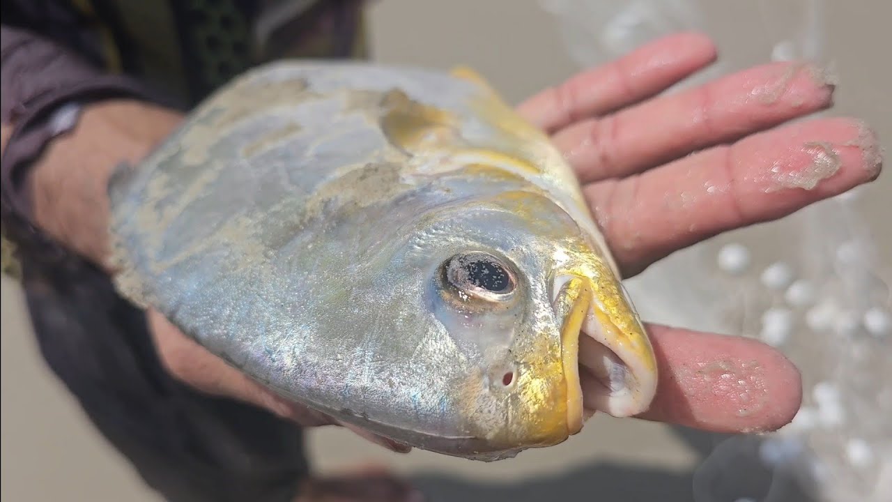 CARDUMES DE PEIXES PRÓXIMO A ZANGARIA .