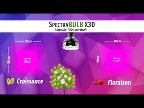 Vidéo: Lampes à LED Pour Plantes : Caractéristiques Des Lampes à LED. Comment Organiser L'éclairage Correct Des Fleurs D'intérieur Sur Le Rebord De La Fenêtre Avec Une Phytolampe?