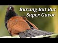 Burung But But Super Gacor Suara Mantap Cocok Untuk Pikatan.