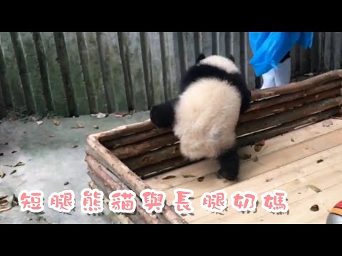 《熊貓早晚安》腿短志氣大，翻山越嶺全不怕 | iPanda熊貓頻道