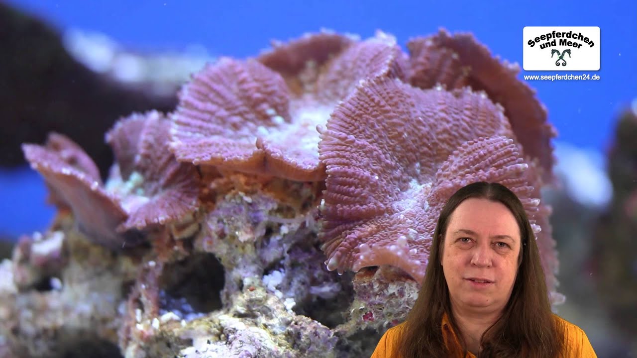 Seepferdchen Und Meer Prasentiert Von Elena Theys Fische Seepferdchen Youtube