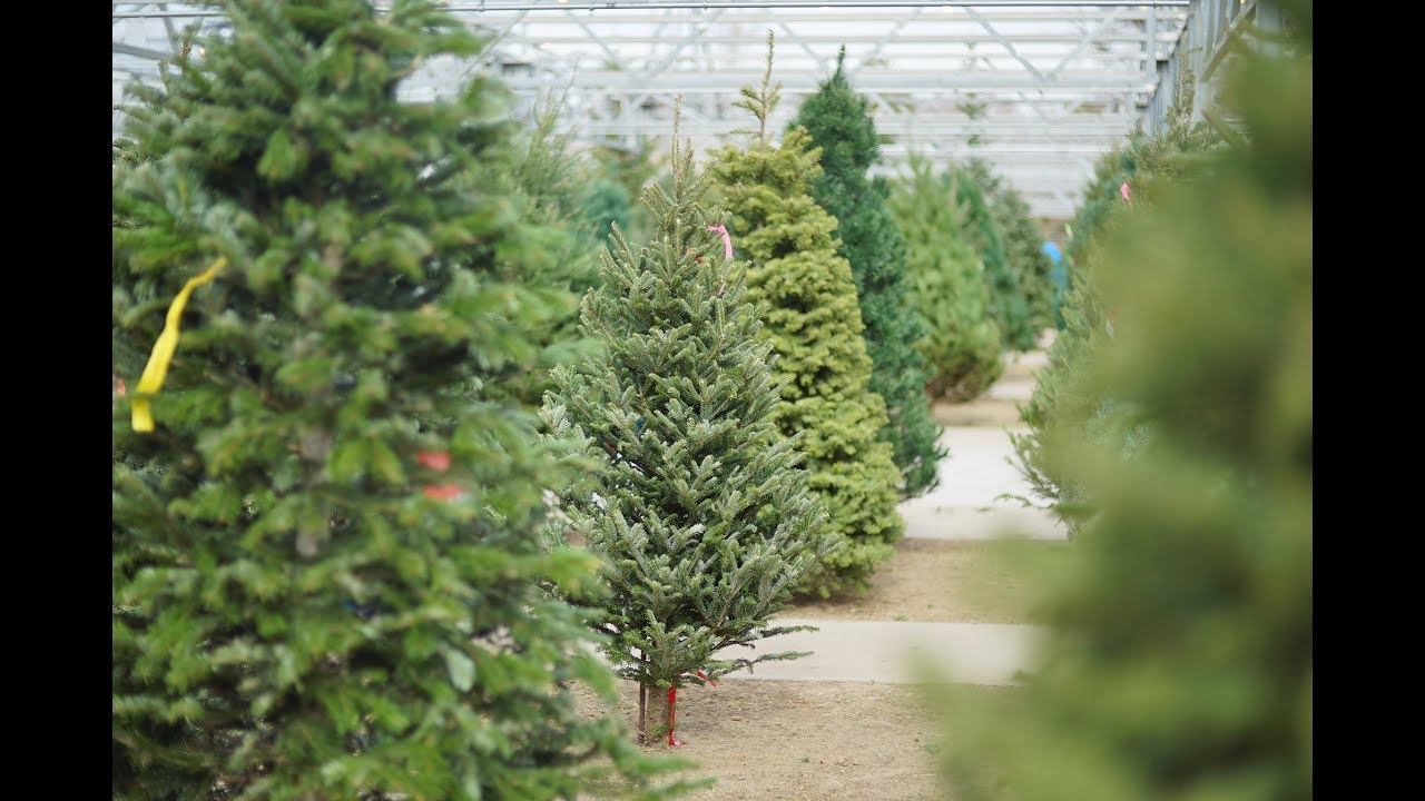 Nick's Christmas Trees YouTube