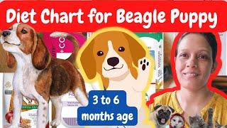[HINDI] diet chart for 3  6 month beagle | beagle diet plan | dog diet | beagle puppy food | beagle
