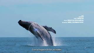 Humanimal Tourism Los Animales Saben Algo Que Nosotros No?