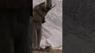 الفيله ناشونال جيوغرافيك ابو ظبي