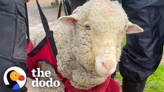 Sheep Who Couldn’t Stand On Her Own Now Runs To Her Favorite People | The Dodo by The Dodo 2 weeks ago 3 minutes, 6 seconds 596,875 views