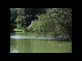 Waterweed