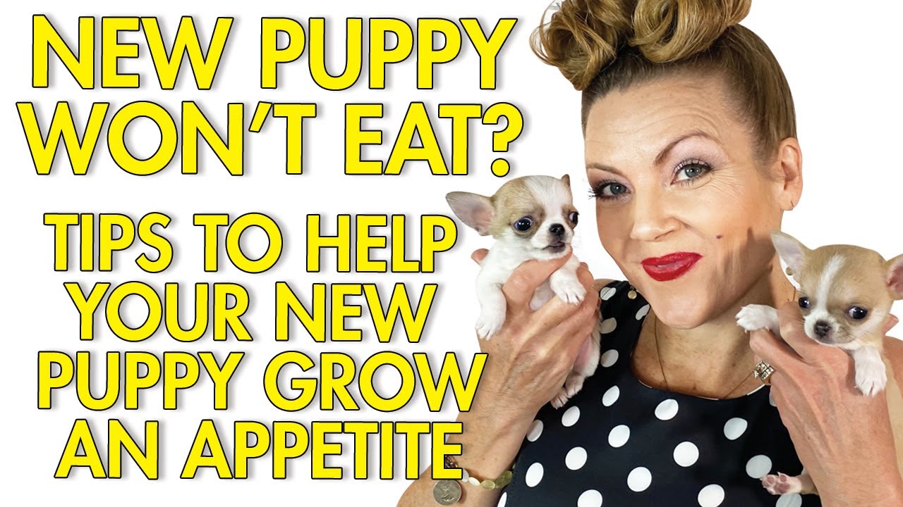 My New Puppy Won't Eat! Tips to help! | Sweetie Pie Pets by Kelly Swift