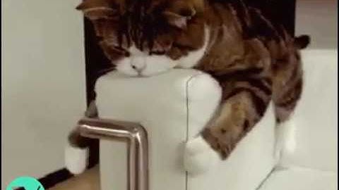 The Most Lazy Cat | Funny Video Compilation | Funny Video 2017