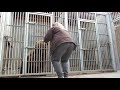 Træning med brunbjørnen Palo i Skandinavisk Dyrepark