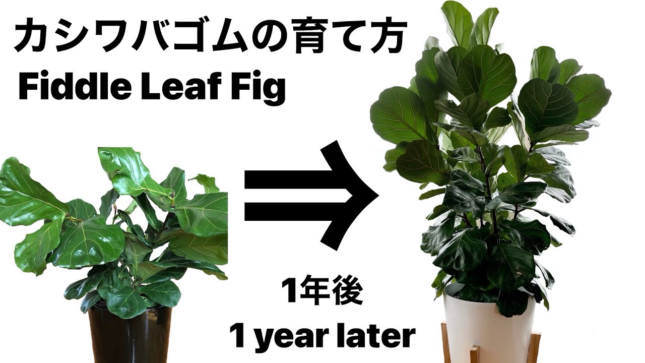 難易度高め カシワバゴムの木 フィカス リラータ の育て方 Fiddle Leaf Fig 観葉植物 Youtube
