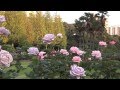 Япония.2) Розы сада Синдзюку / Tokyo.Rose garden Shinjuku