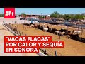 Calor y sequía severa en Sonora podrían afectar precio de la carne - N+