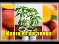 ВЫРАЩИВАЕМ МАНГО ИЗ КОСТОЧКИ В ДОМАШНИХ УСЛОВИЯХ!