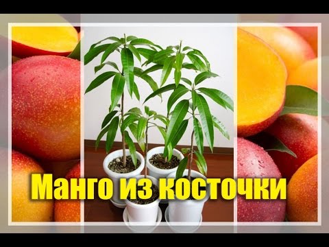 Вопрос: Как вырастить манго из семени?