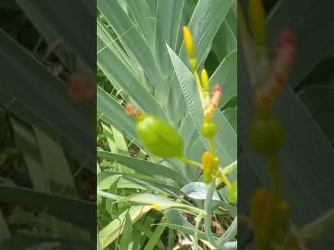 Video: Blackberry Lily Care - Tips Menanam Bunga Lili Blackberry