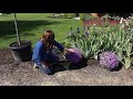 Planting Creeping Phlox (that's in Full Glorious Bloom)! 🌸😍🌿// Garden Answer