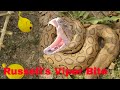 Russell's viper snake bite experiment | घोनस सांप कैसे काटता है