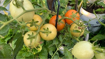 Tomato Growing Tips || How To Grow Tomatoes Plant || Tomatoes Planting